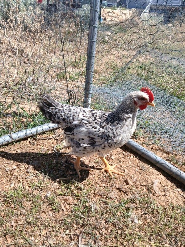Roosters