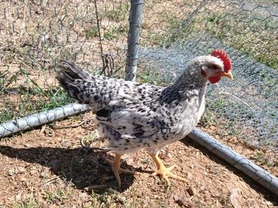 Roosters