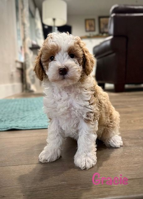 Mini Goldendoodle puppies!