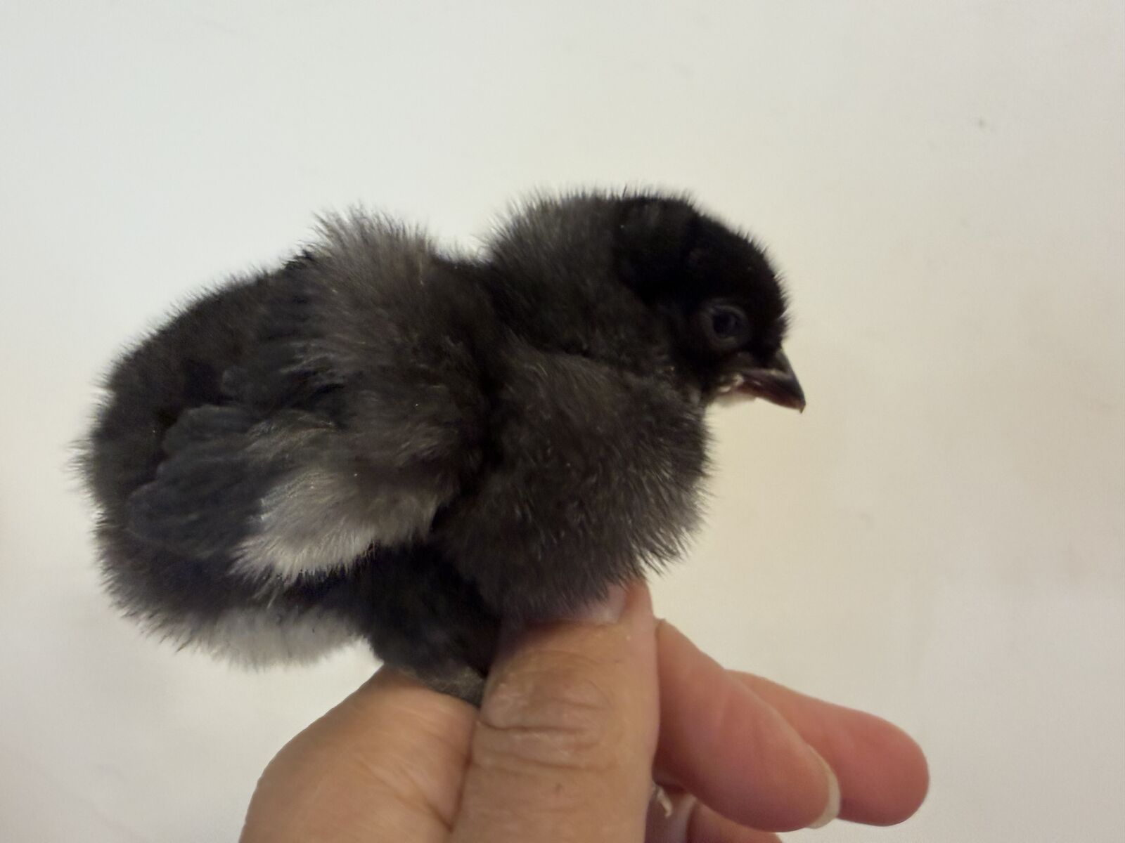 Black olive egger chicks sexed female pullets