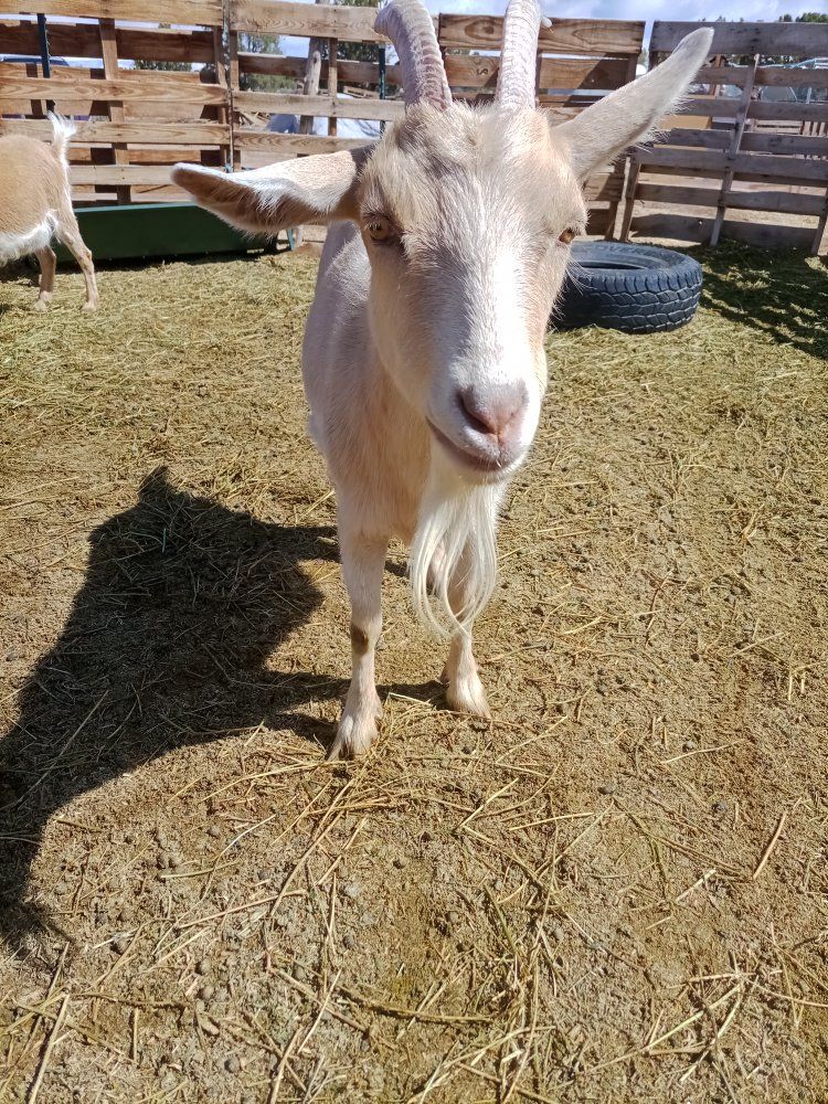 Saneen/Nigerian Dwarf