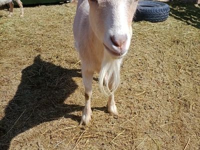 Saneen/Nigerian Dwarf