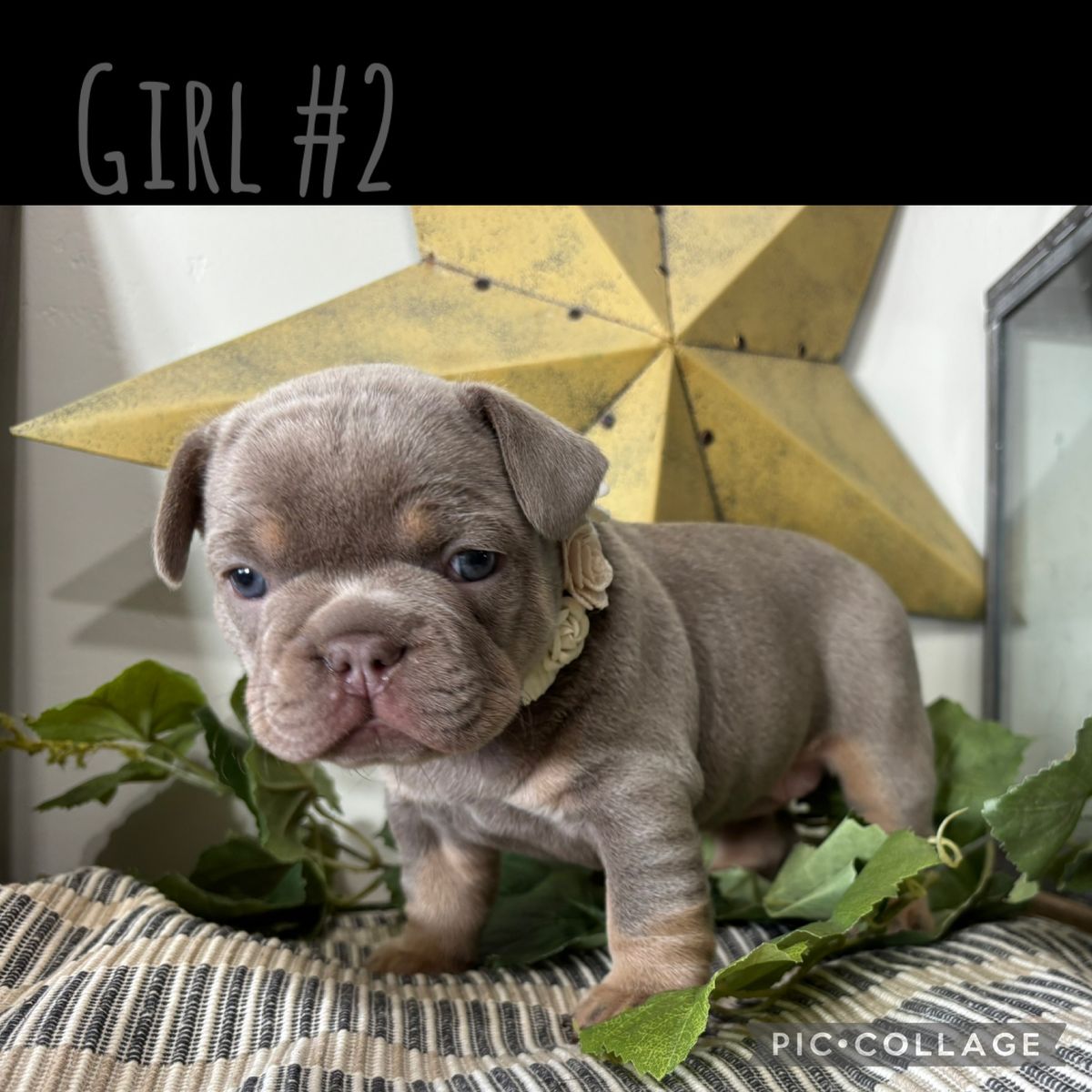 French Bulldog Puppies AKC
