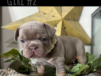 French Bulldog Puppies AKC