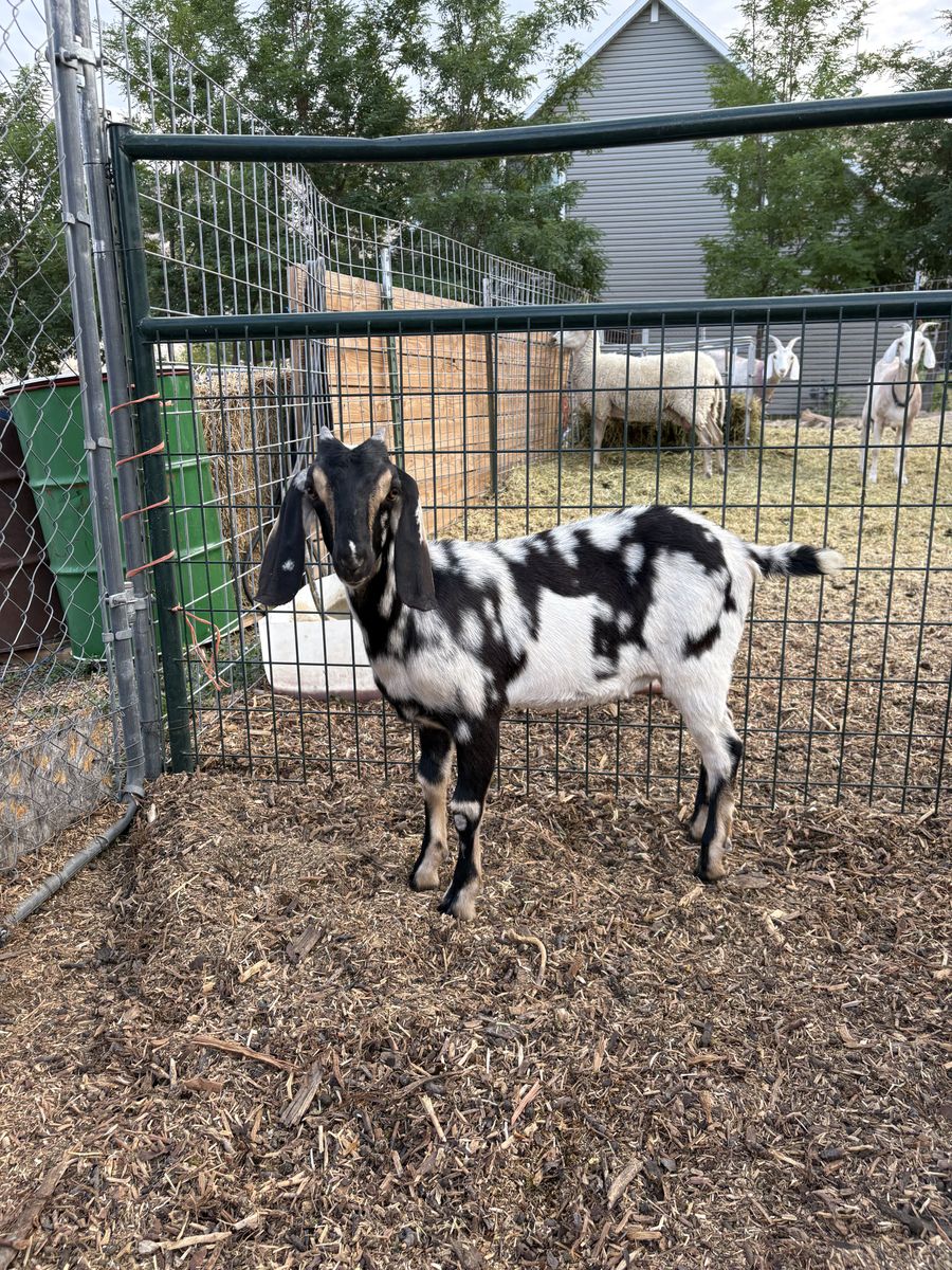 Doelings Milk Dairy Goats