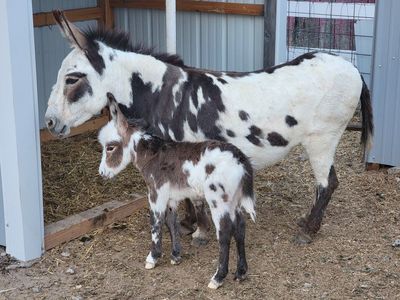 Mini Spotted Jack Foal
