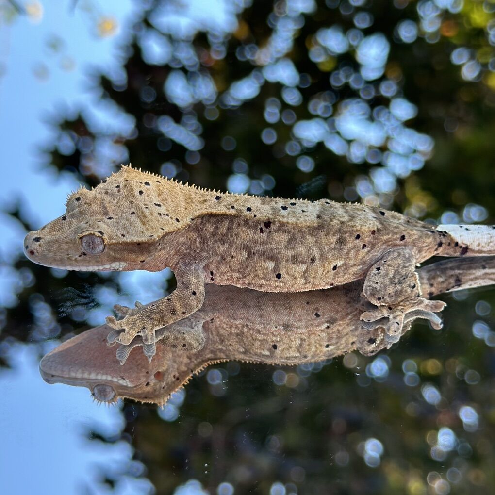 Crested Gecko
