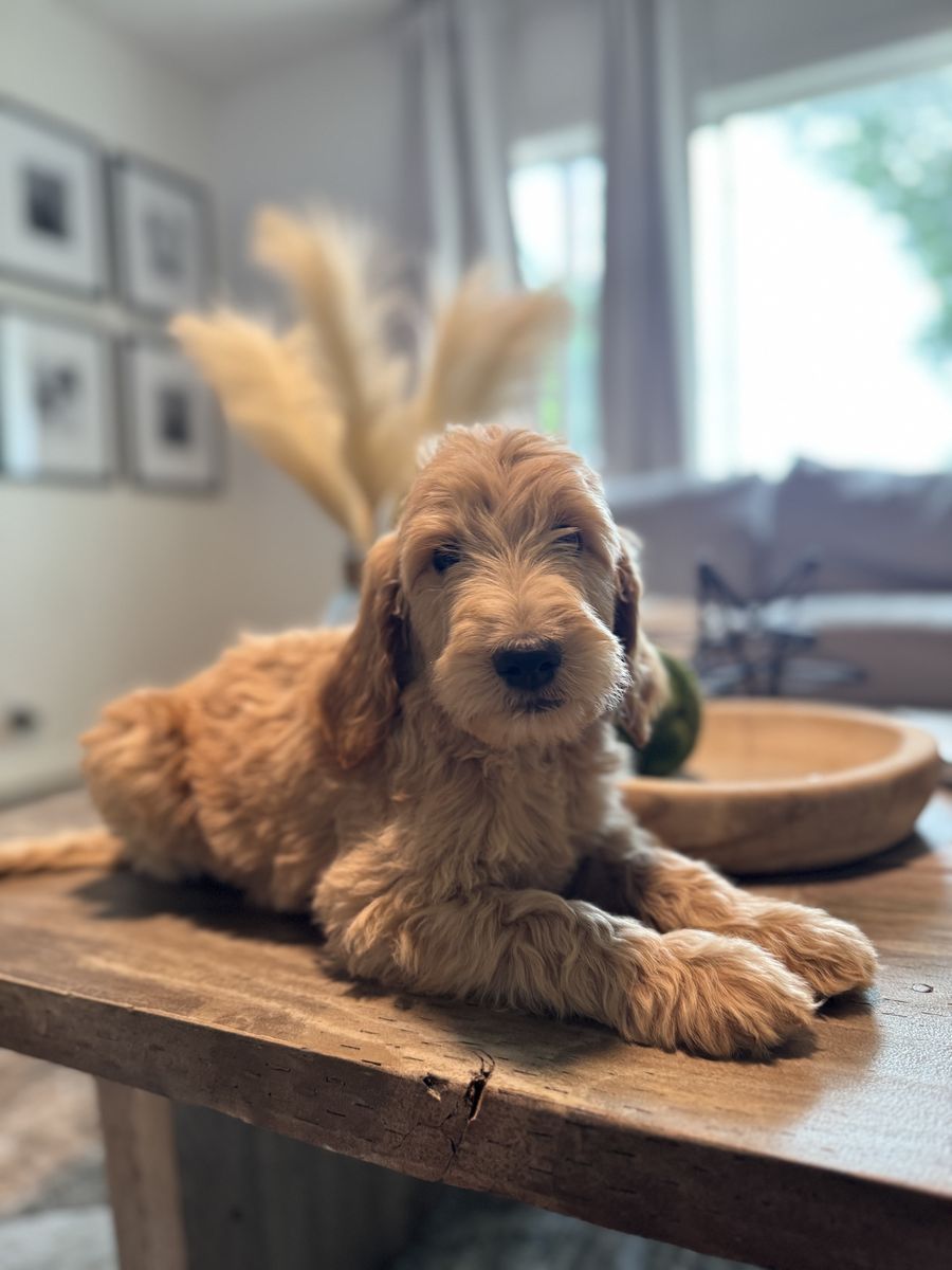 Adorable Goldendoodle Puppy - Ready for a Loving Home!