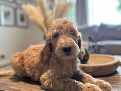 Adorable Goldendoodle Puppy - Ready for a Loving Home!
