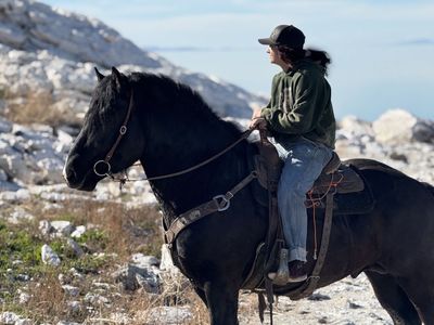 Percheron Belgian Cross Stallion