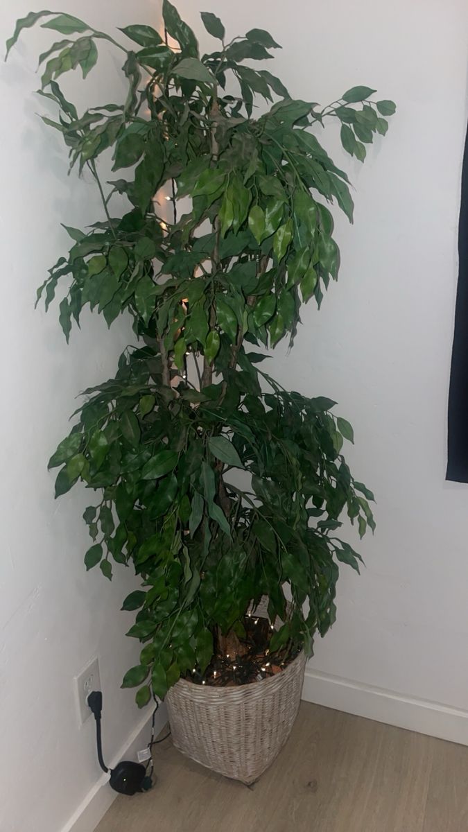 Main image 4