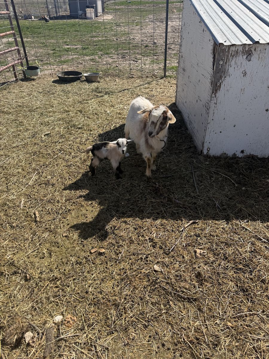 Nigerian Dwarf Goat