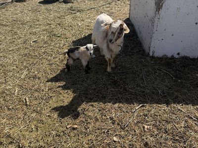 Nigerian Dwarf Goat