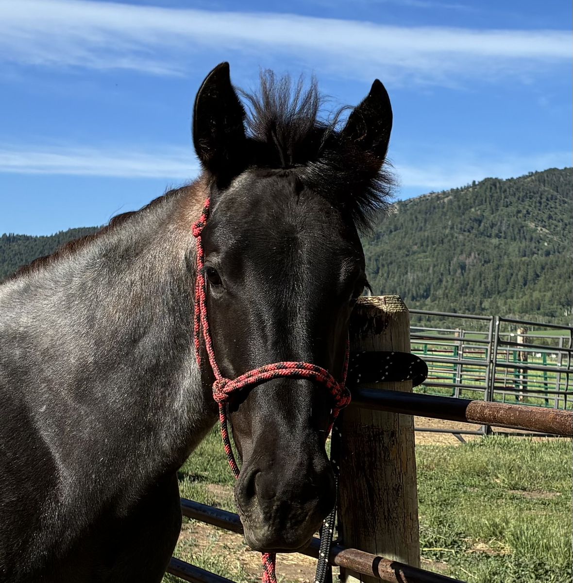 2025 AQHA Blue Roan Filly