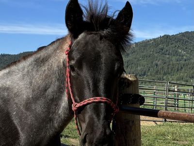 2025 AQHA Blue Roan Filly
