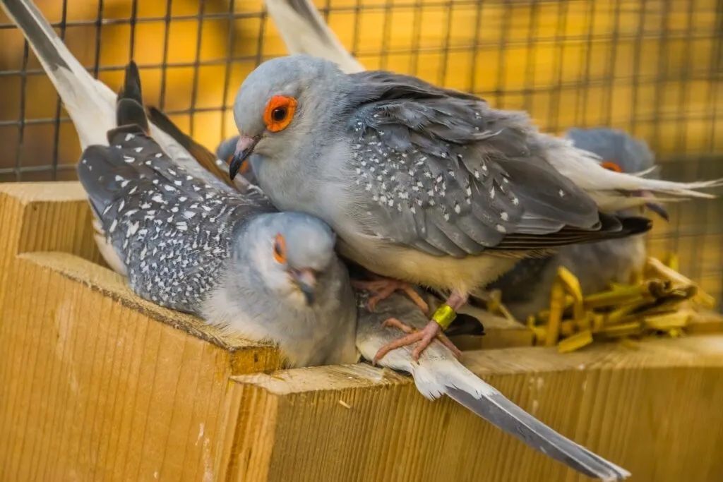 Diamond dove female
