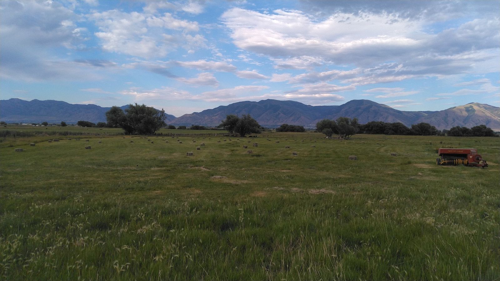 Grass hay, small bales