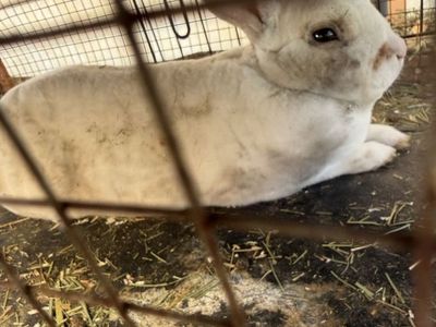 Rex Bunny Rabbits