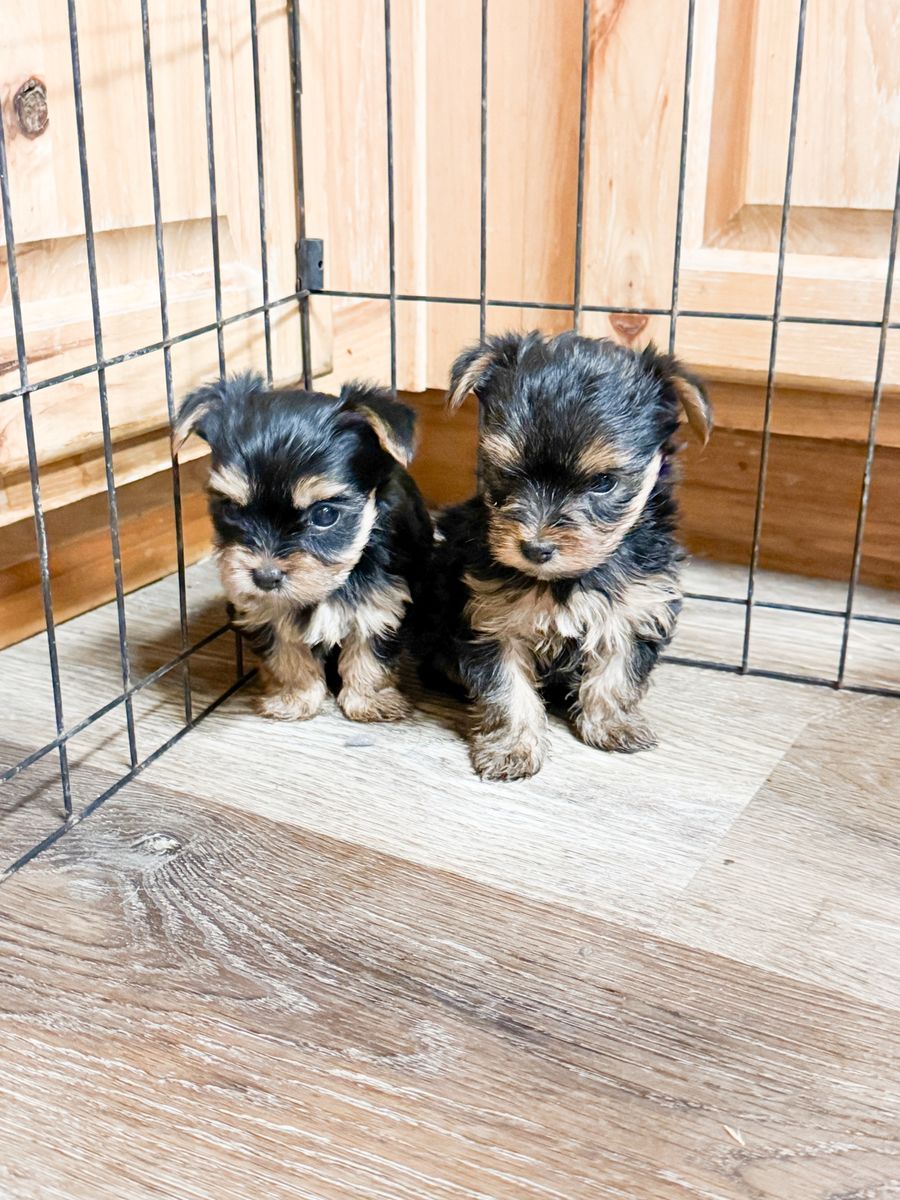 Adorable Yorkie puppies and Proven Male stud for rehoming