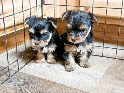 Adorable Yorkie puppies and Proven Male stud for rehoming