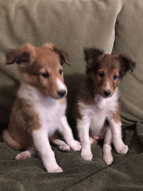 AKCRegistered sheltie/Shetland Sheepdog