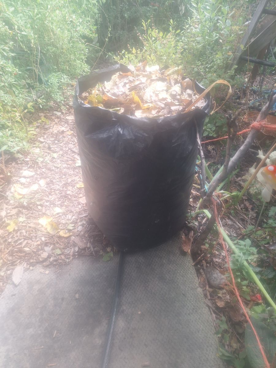Come get all these and more leaves see video. Probably 5 big garbage bags full