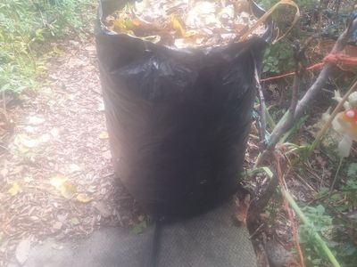 Come get all these and more leaves see video. Probably 5 big garbage bags full