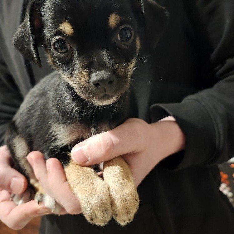 chihuahua pomeranian mix puppy