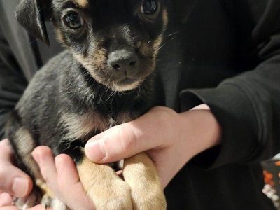 chihuahua pomeranian mix puppy