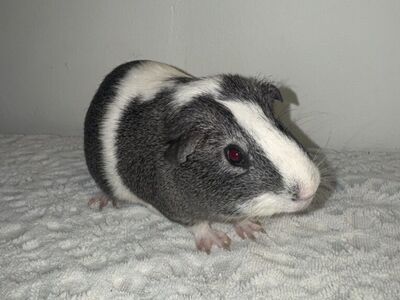 Guinea Pig!!