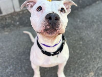 Hello my name is Smokey