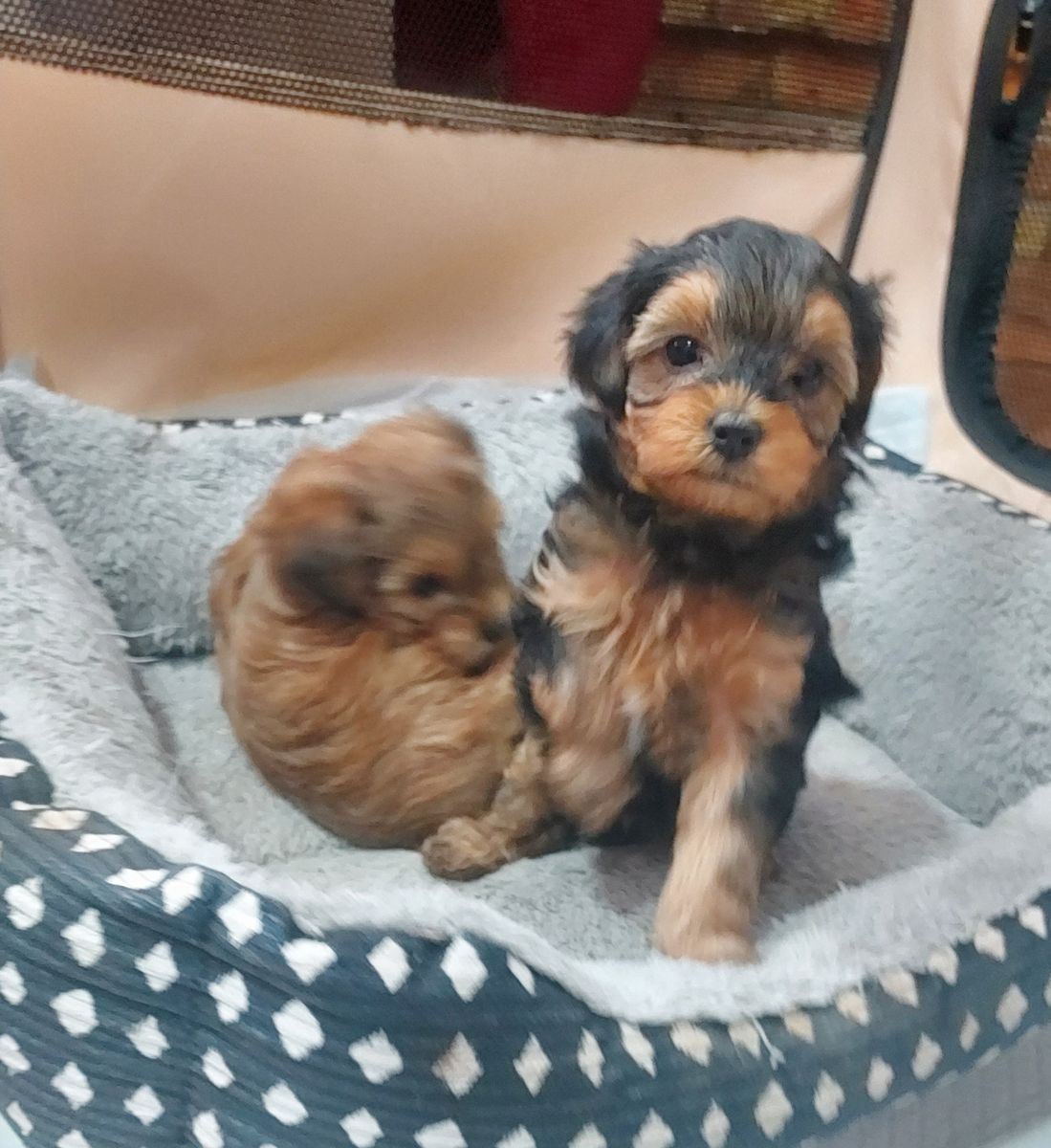 Toy Yorkiepoo Puppies for sale