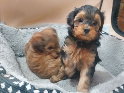 Toy Yorkiepoo Puppies for sale