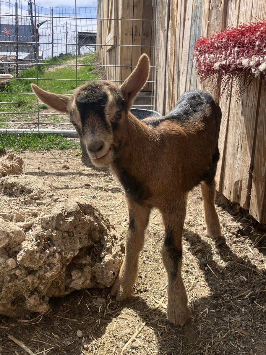 Oberhasli/Alpine Goats For Sale