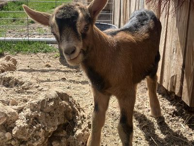 Oberhasli/Alpine Goats For Sale