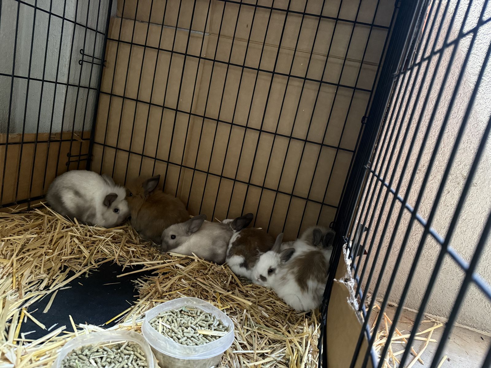 Bunnies
