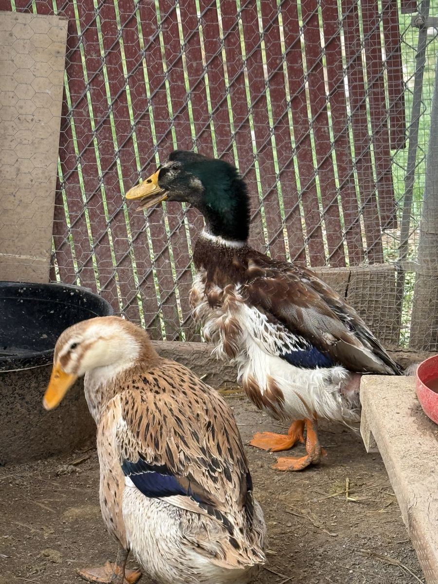 Ducks 1 Male/ 1 Female