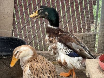 Ducks 1 Male/ 1 Female