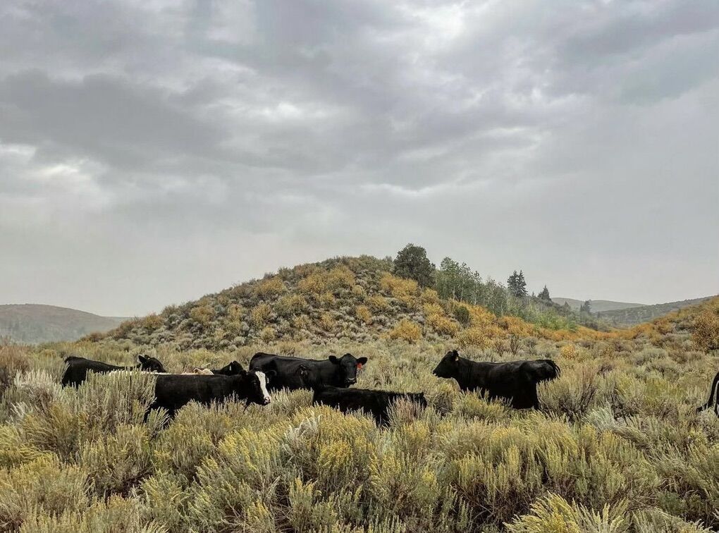 Looking for pasture or farm ground