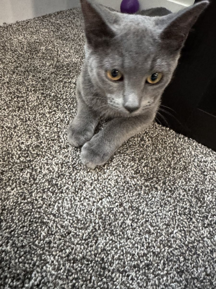 Spayed Female Russian Blue Kitten named Charity. $1,275. Born February 1, 2026. Has had all shots & been microchipped.