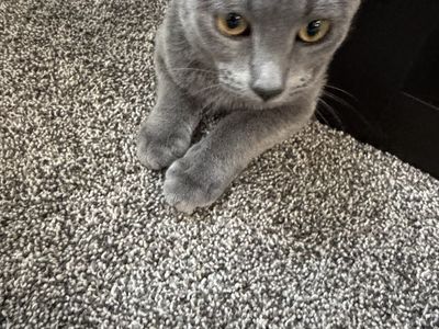 Spayed Female Russian Blue Kitten named Charity. $1,275. Born February 1, 2026. Has had all shots & been microchipped.
