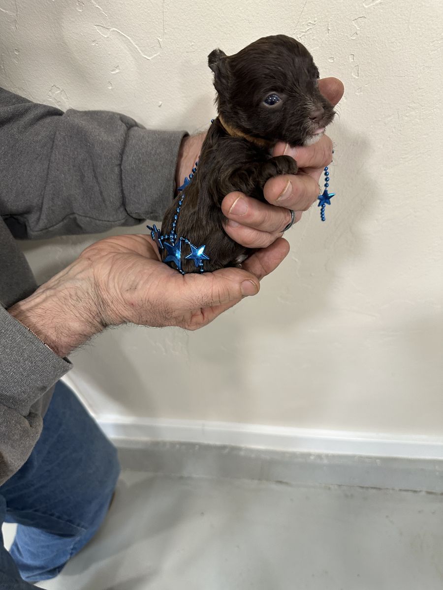 Yorkie-Chocolate Boy