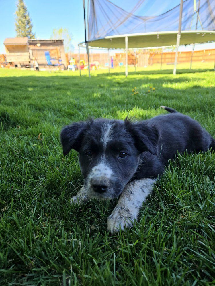 Male Border Collie Puppy