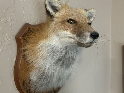 Red fox head mount