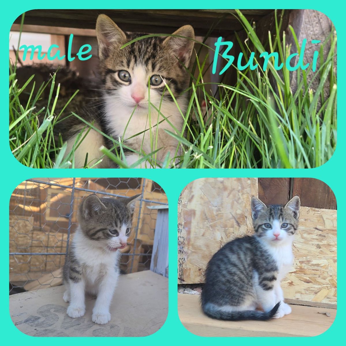 Adorable Male Kittens for Adoption: Georgi, Bundi, and Huxli - Ready for Forever Homes!