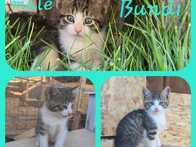 Adorable Male Kittens for Adoption: Georgi, Bundi, and Huxli - Ready for Forever Homes!