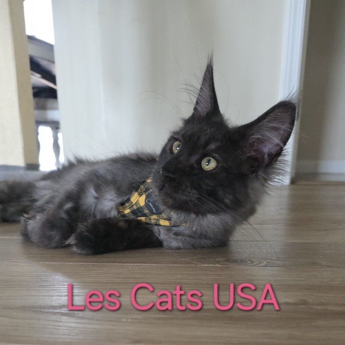 Maine Coon Kitten, Purebred, Black Smoke, M, Harry