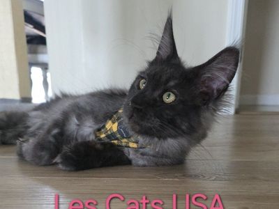 Maine Coon Kitten, Purebred, Black Smoke, M, Harry