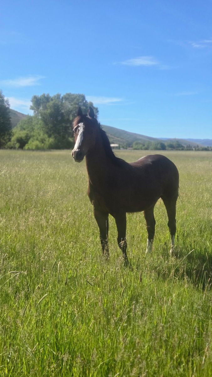 Halter broke yearling AQHA