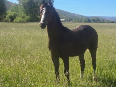 Halter broke yearling AQHA
